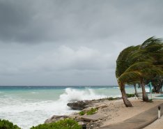 Palm trees bowing in wind/Adobe Stock